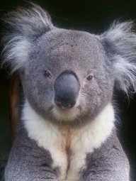 KOALA