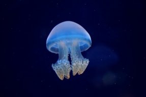 Prince Jellyfish