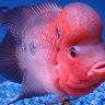 flowerhorn