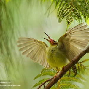 1600x1200-Natural-World-Spectacled-Spiderhunter